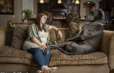 Zeus Dinobatkan Jadi Anjing Jantan Tertinggi di Dunia, Habiskan Lebih dari  2 Kg Makanan Sehari Halaman all - Kompas.com