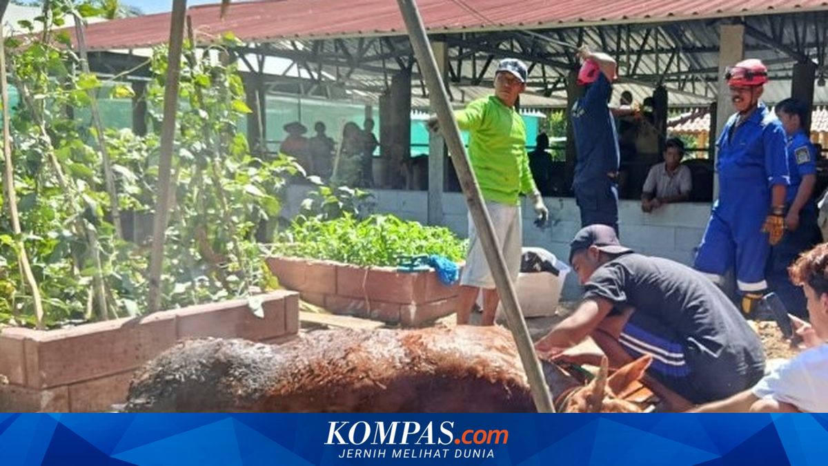 Sapi Tercebur ke Sumur Resapan di Gunungkidul, Evakuasi Berlangsung 2 Jam
