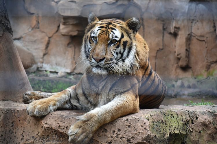 Seekor Harimau Benggala (phantera tigris) tengah berada didalam.kamdamgnya di Bandung Zoological Garden (Bazooga) atau kebun binatang Bandung. Selama penutupan di masa pandemi Bazooga melakukan efisiensi pakan satwana, apabila hingga Juli pandemi belum berakhir, Bazooga berencana memotong Rusa sebagai pakan Harimau.