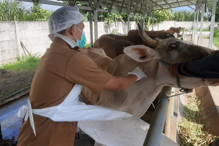Petugas DKPP Kota Kediri, Jawa Timur, memberikan vaksin pada ternak sapi.