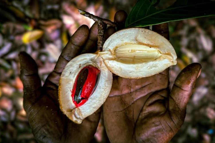 Ilustrasi buah pala, buah pala dapat menyembuhkan penyakit apa saja