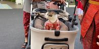 Penampakan Bobby Kucing Prabowo Berbaju Tenun Ikut Upacara Penurunan Bendera di Istana