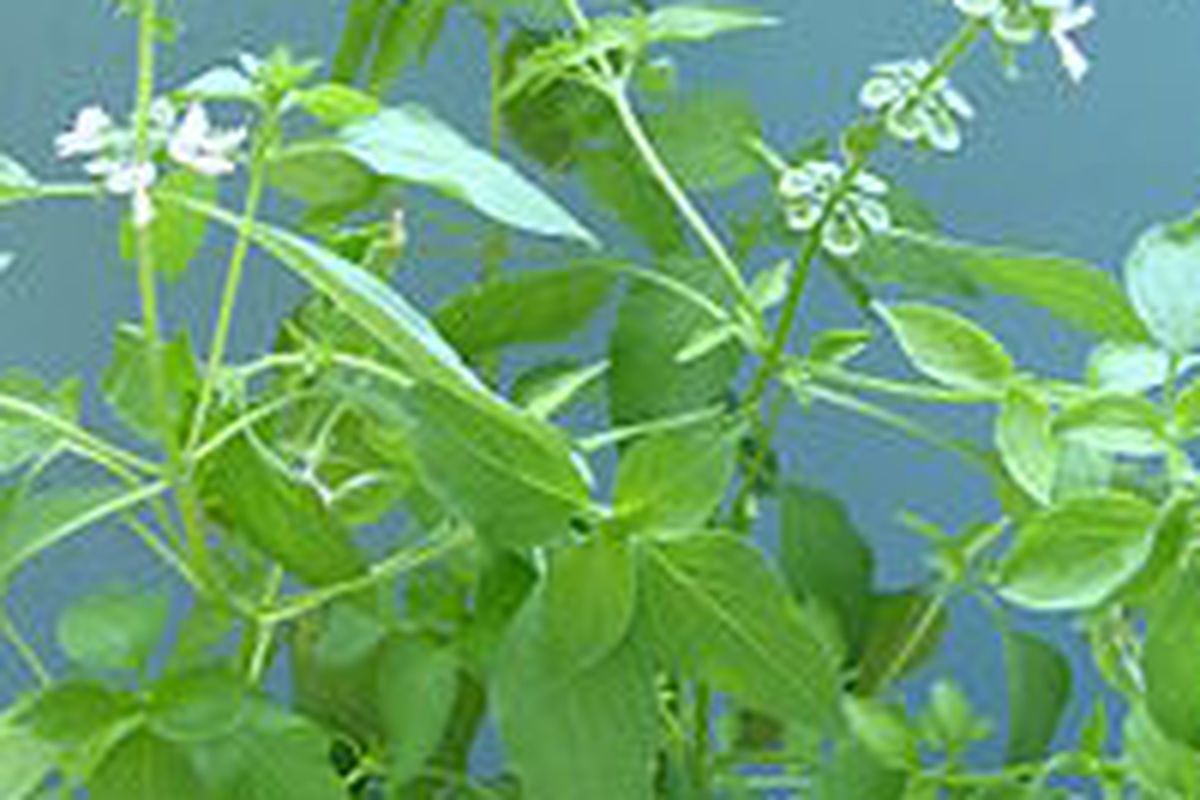 Ilustrasi tanaman kemangi, daun kemangi. 