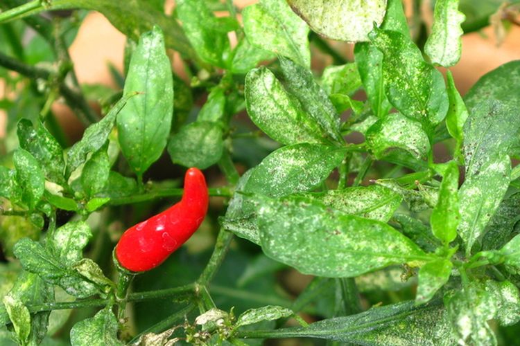 Ilustrasi tanaman cabai yang terserang hama Thrips.