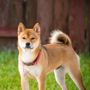 Ilustrasi anjing Akita inu