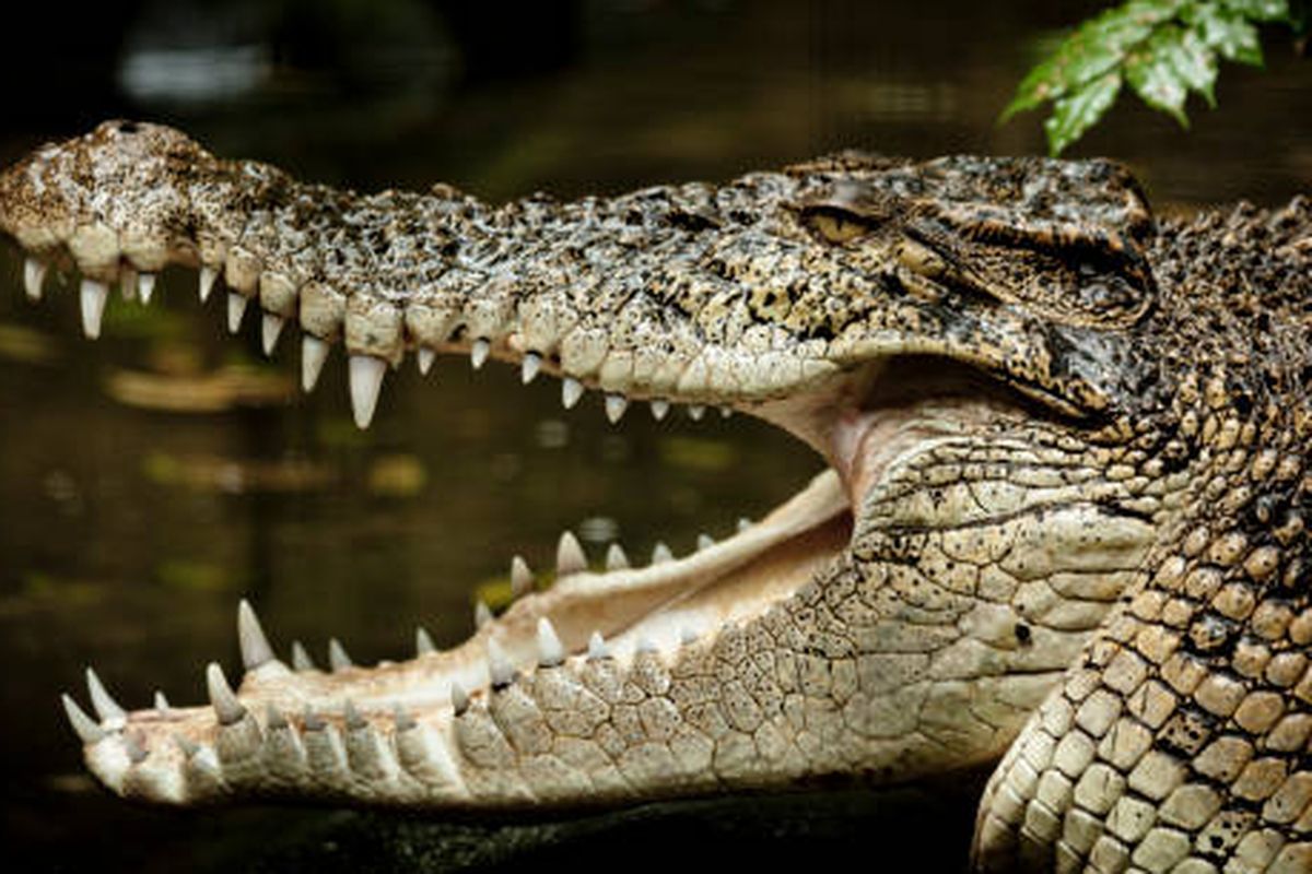 perbedaan buaya dan aligator.