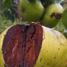 Black Sapote, Buah Asal Meksiko yang Rasanya Mirip Puding Cokelat
