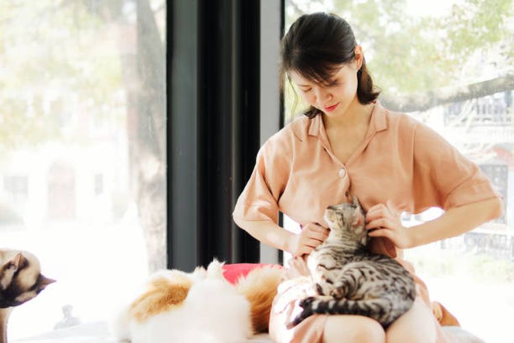 Mengapa kucing suka duduk di pangkuan pemiliknya?