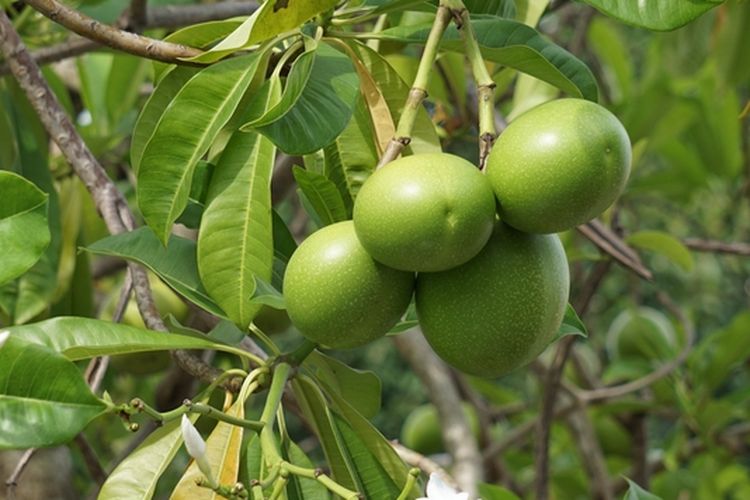 Ilustrasi tanaman bintaro, buah bintaro. 