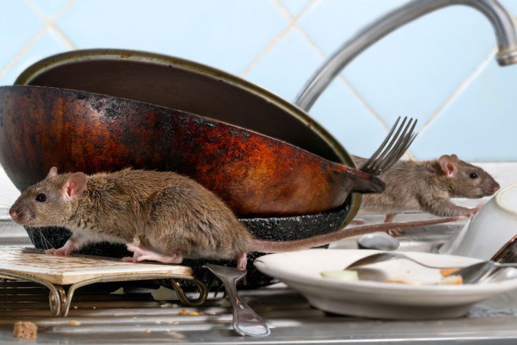 Cara mengusir tikus di teras rumah