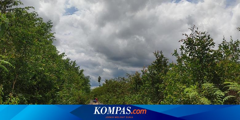 Bantu Penurunan Emisi Karbon Inilah Potensi Penting Dari Lahan Gambut