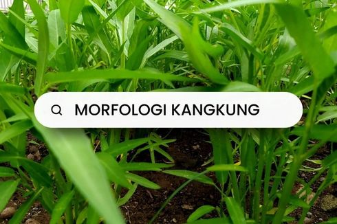 Morfologi Kangkung: Klasifikasi, Ciri, Struktur dan Fungsinya 