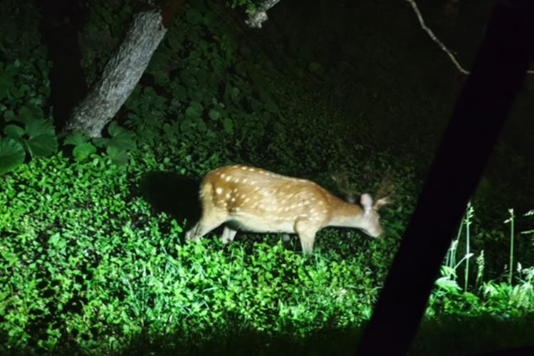 Pengalaman menjelajahi alam liar dalam kegelapan penuh untuk mencari satwa liar di Shiretoko. 