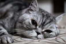 Bisakah Kucing Menangis dan Apa Penyebabnya?