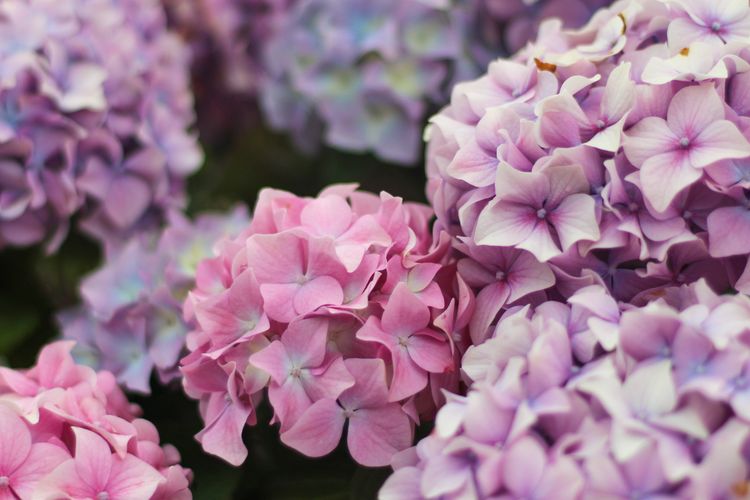 Ilustrasi bunga - Bunga Hortensia atau bunga Hydrangea.