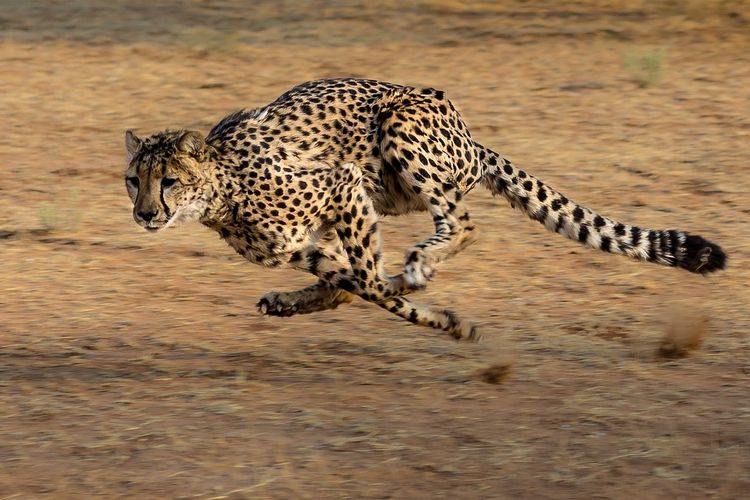 Cheetah yang sedang berlari