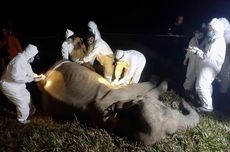 Wali Kota Sebut Dokter Khusus dari Taman Safari Selidiki Kematian Gajah Solo Safari