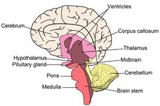 Fungsi Batang Otak dan Kondisi Klinis yang Memengaruhinya