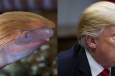 Terancam Punah karena Iklim, Spesies Amfibi Baru Dinamai Donald Trump