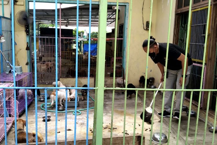 Aktivis pecinta hewan memberi makan anjing dan membersihkan shelter hewan yang terletak di Jalan Sulawesi, Kota Blitar, Selasa (2/1/2024)