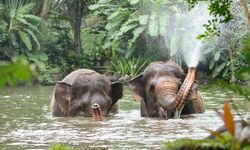 Gajah Sumatera Mati Tanpa Kepala di Riau, Kemenhut Pastikan Pidanakan Pelaku