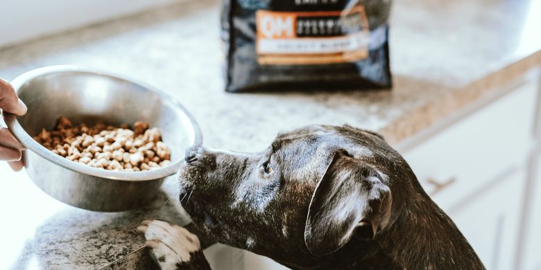 Bolehkah Anjing Mengonsumsi Makanan Kucing? - Vimarsana News