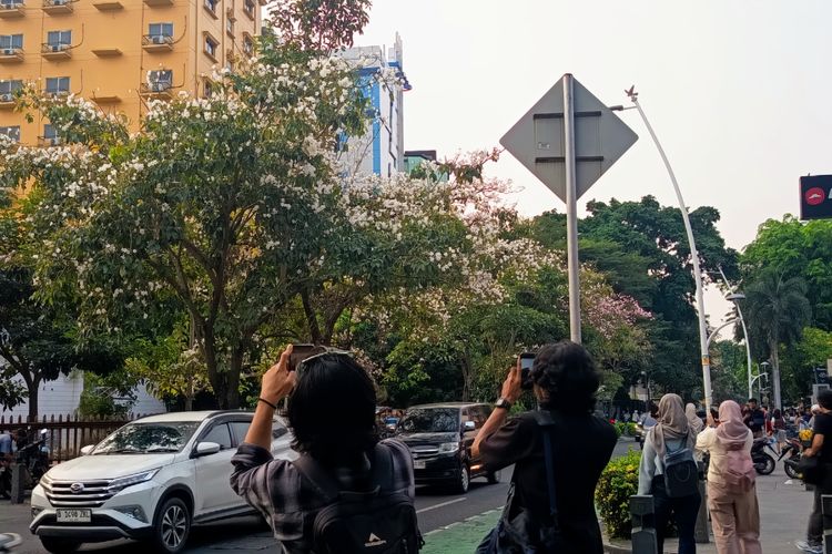 Seperti Sakura di Jepang, Bunga Tabebuya Hiasi Jalan Cikini Raya Jakpus