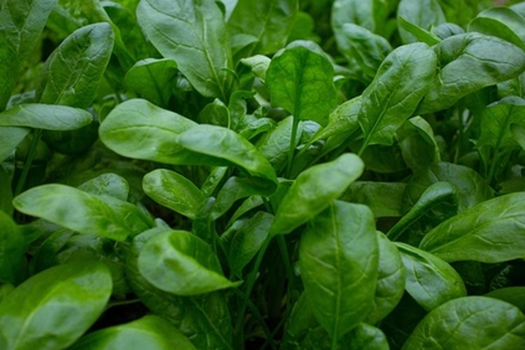 Ilustrasi budidaya bayam