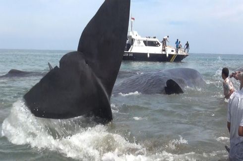 10 Ekor Paus Sperma Terdampar di Pantai Aceh Besar