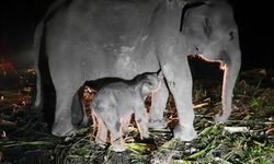 Bayi Gajah Sumatera Lahir dengan Sehat di Bengkalis
