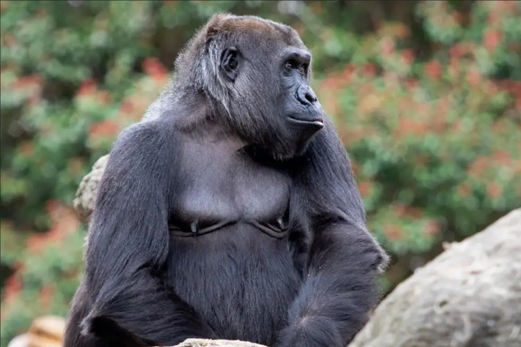 Sukari, salah satu gorila Kebun Binatang Atlanta yang diamati dalam penelitian 