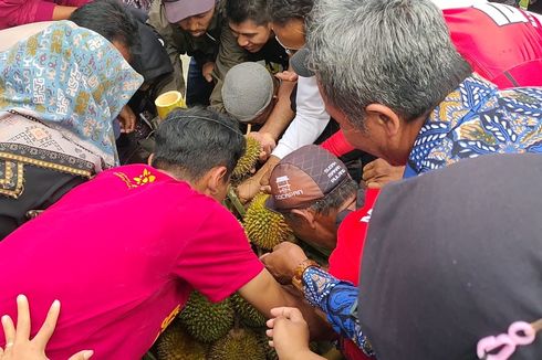 Kulon Progo Masuki Puncak Panen Raya, Durian Menoreh Kuning Jadi Andalan