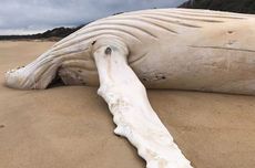 Paus Bungkuk Putih Langka Mati Terdampar di Pantai Australia, Ini Penjelasan Ahli