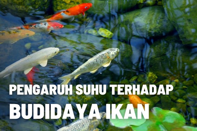 Pengaruh Suhu Terhadap Ikan
