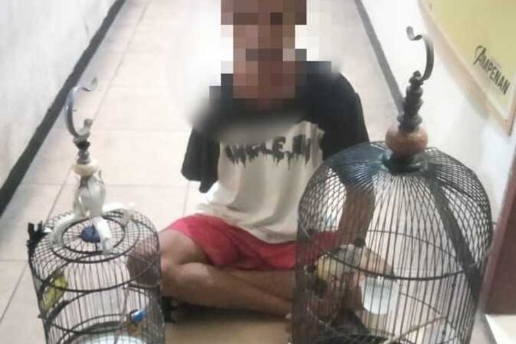 Edi (43) warga Lombok Tengah yang ditangkap karena mencuri dua ekor burung, Senin (27/5/2024) demi kebutuhan hidup. Rencananya polisi akan mengupayakan restoratif justice untuk Edi alias ES , karena kondisi pelaku yang diketahui cacat (kehilangan tangan kanan) karena kecelakaan lama.