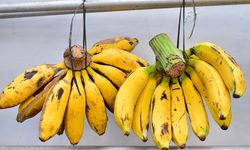 Pisang Raja Bandung, Alternatif UMKM Banjarnegara Mendongkrak Cuan