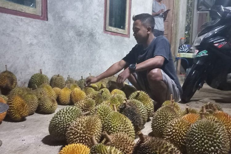 Sokoagung di Kecamatan Bagelen adalah salah satu sentra penghasil durian lokal berkualitas wahid di Kabupaten Purworejo. Durian tersebut dikenal dengan sebutan durian pithi.
