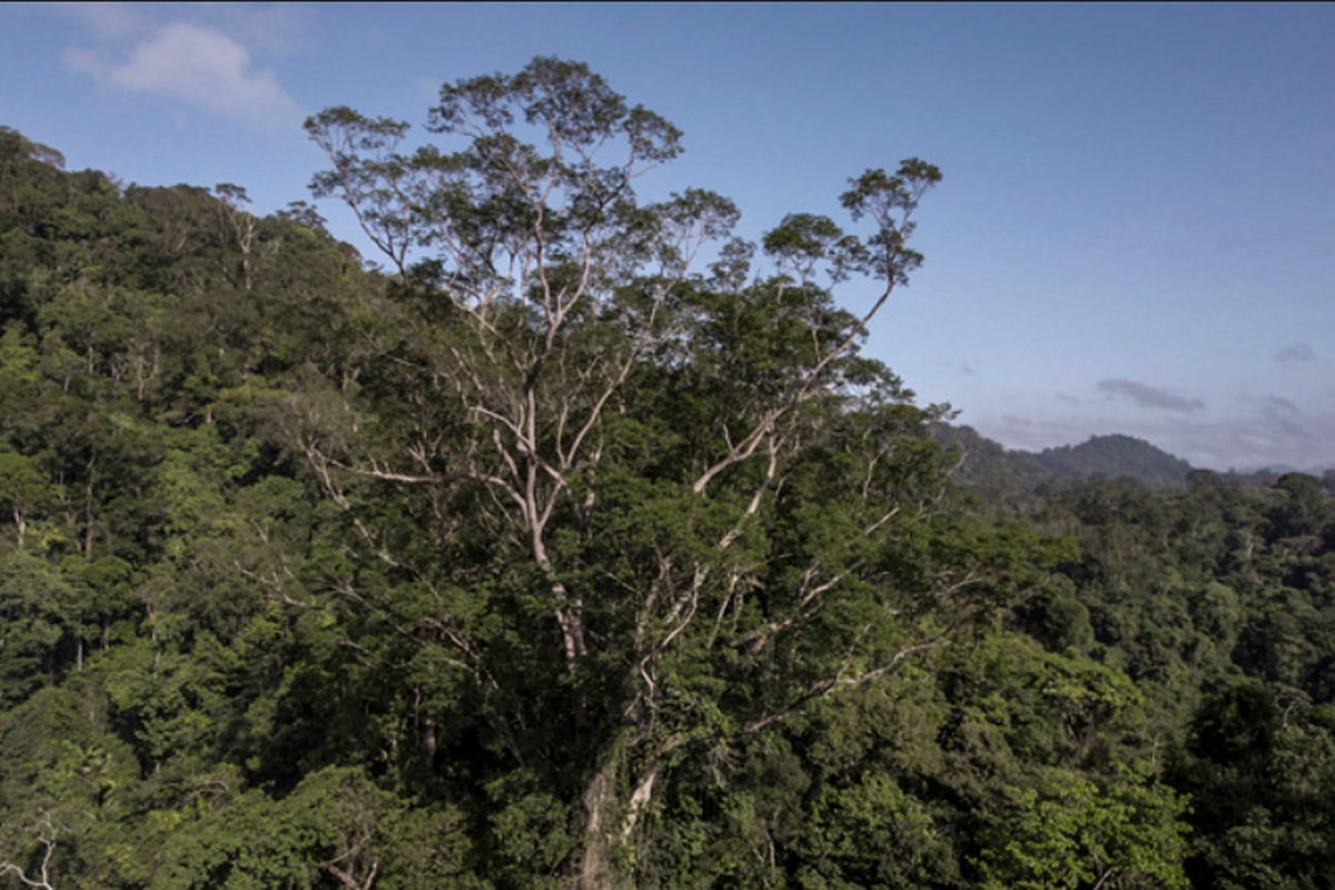 Pohon tertinggi di Amazon  angelim vermelho (Dinizia excelsa) terlihat menjulang di kanopi hutan