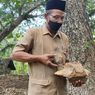 Tumijo Tak Menyangka Batu yang Dipakai untuk Mengganjal Ternyata Fosil Paus Purba