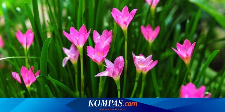 Tanaman Pemanis Di Taman Minimalis Halaman All Kompas Com