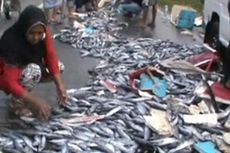 Dua Mobil Tabrakan, Ribuan Ikan Berserakan di Jalan Raya
