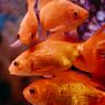5 Salah Kaprah tentang Ikan Mas, Umur hingga Akuarium