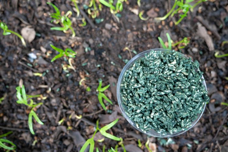 Ilustrasi Trichoderma sp sebagai pupuk organik dan pestisida alami untuk tanaman.