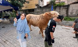 Zita Anjani Berkurban Dua Sapi di Cipinang, Beri Nama Anyeong dan Haseyo