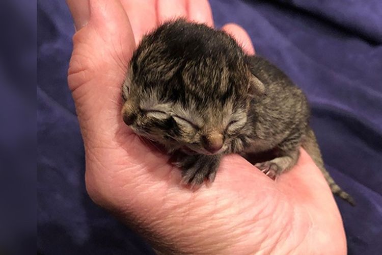 Biscuit dan Gravy, nama anak kucing berwajah dua yang lahir di Oregon, Amerika Serikat (AS). Anak kucing ini memiliki dua mulut dan dua hidung.