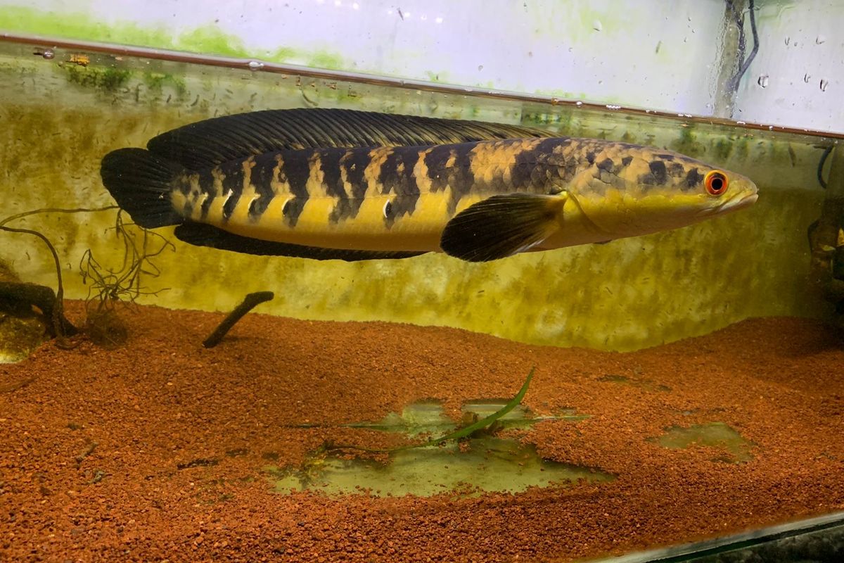 Gambar ikan Channa maruliodes yellow sentarum
