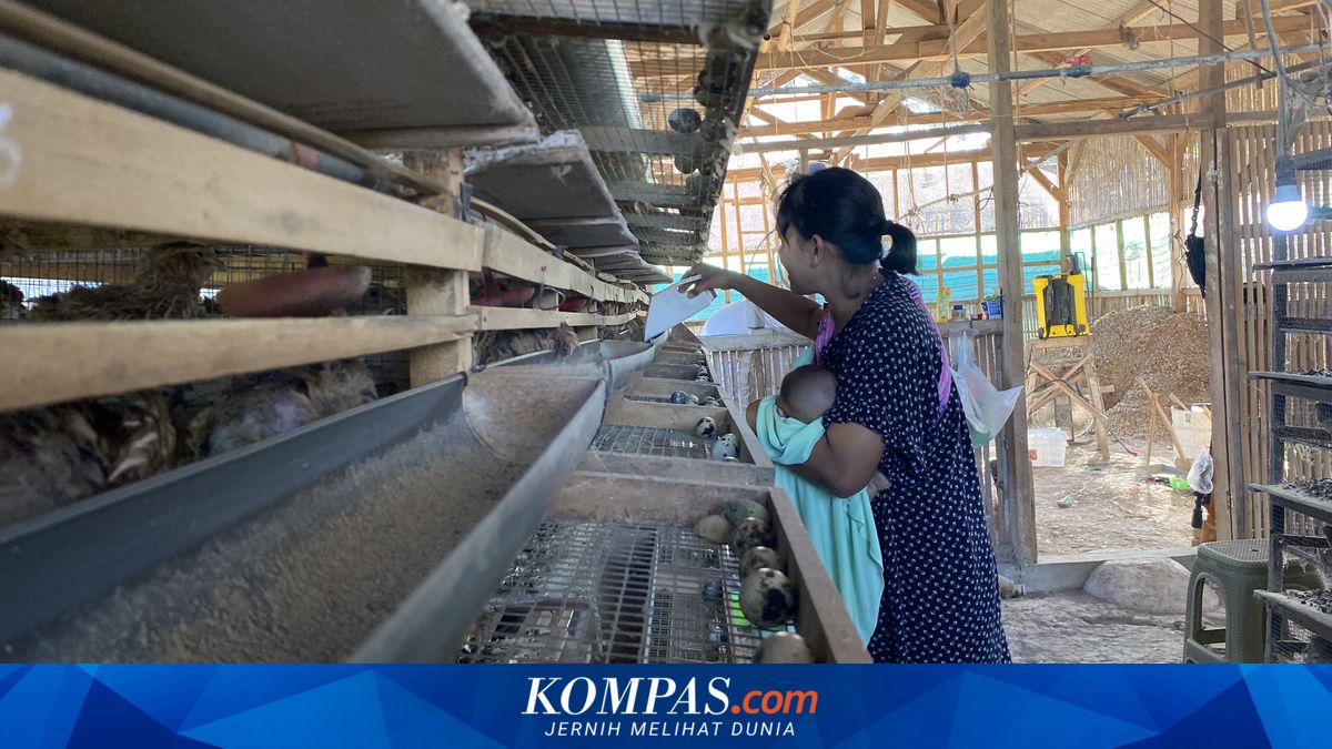 Harga Telur Puyuh Anjlok, Peternak di Batu Rugi Ratusan Ribu Sehari