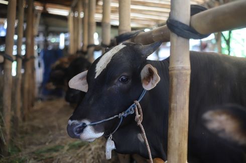 Pakar IPB: Terbitkan Izin Impor Sapi Akan Bikin Anjlok Harga Daging