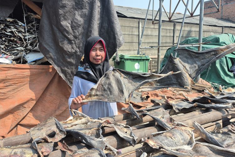 Kulit Ikan Cucut yang Bau Menyengat Ternyata Bisa Jadi Sumber Cuan dan Cegah Pencemaran