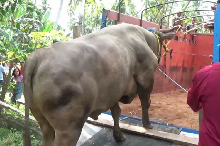 "Puang Tedong", Sapi Jokowi Ngamuk Saat Diangkut ke Tempat Pemotongan